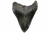 Serrated, Fossil Megalodon Tooth - South Carolina #306274-1